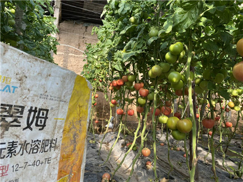 菌劑，水溶肥