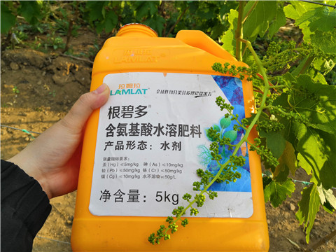 生根劑，微生物菌劑