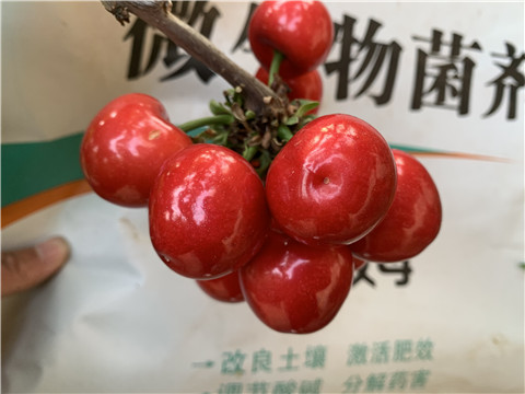 水溶肥，拉姆拉，翠姆