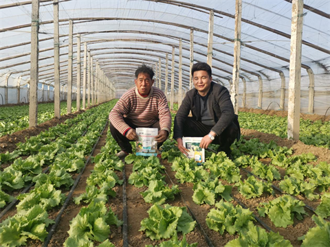 水溶肥,翠姆,生菜種植